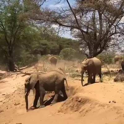 Mom shows her baby elephant how to cross the river bank...and he almost nails it