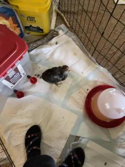 This little one had to be isolated to let a peck wound heal and is getting extra love and care. She’s since become rather attached to me. I think I’ve created a monster 😂