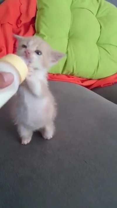 Hungry for committing crimes