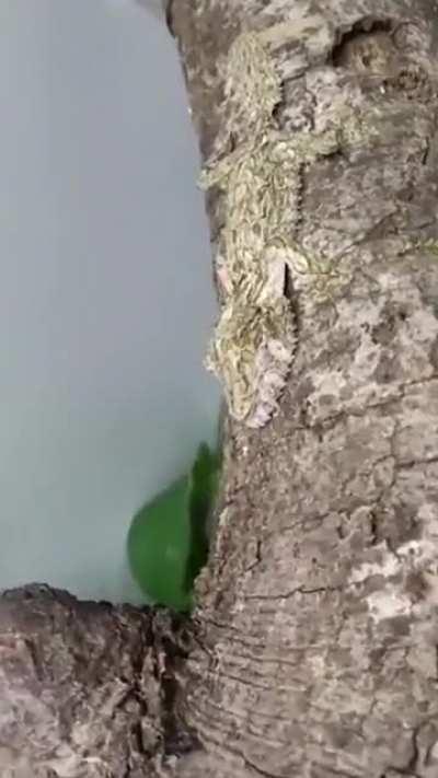 Mossy leaf-tailed gecko can make itself almost invisible to avoid conflict and predation.