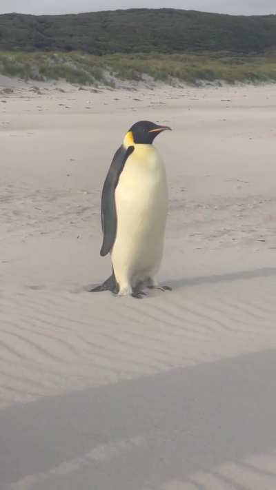 Unusual encounter on a beach in Australia with an emperor penguin that is endemic to Antarctica