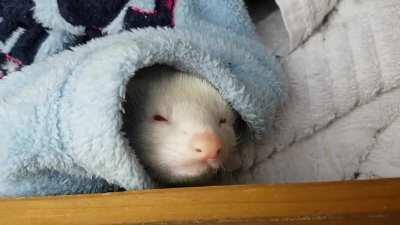 A thorough cleaning of the chops