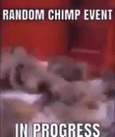 Chipm‼️