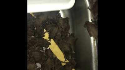 Bat infestation after a week
