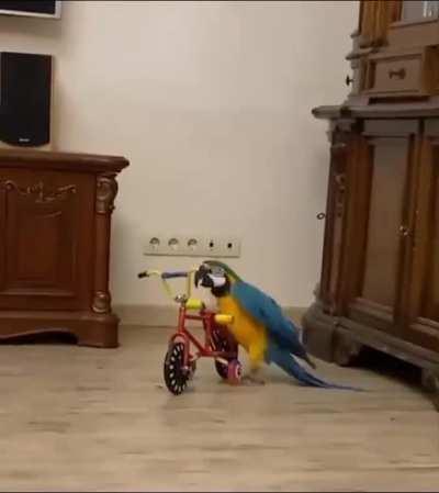 Bikerbirb