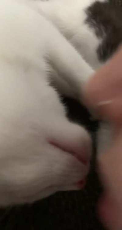 A smooch a day keeps the vet away