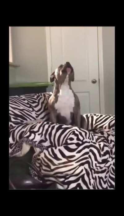 When your dog favorite song is Tennessee whiskey