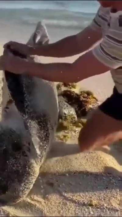 Bro helping a flipped sea turtle back into the ocean