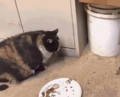 Fastest rat catcher north of the Mississippi river!