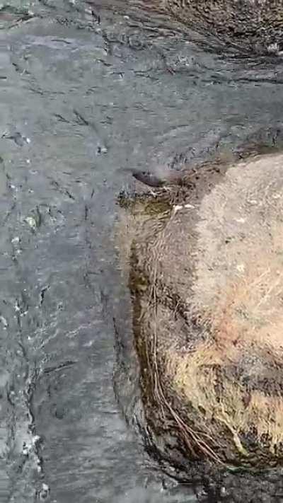 This underwater hunting bird