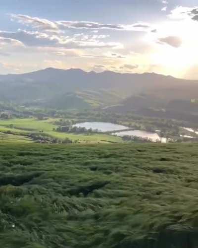 🔥 Grass Waves in Bologna