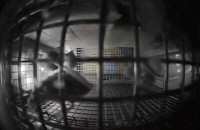 NASA sent mice to space to test low-gravity impact on animals