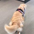 Office pup busy getting pets from everyone in the office