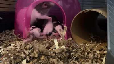 HElpLesS moM DeVouReD by oFfspRING