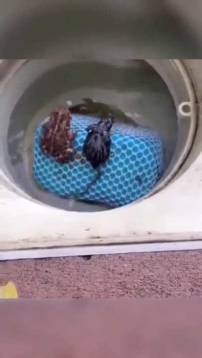 I put parasur and raptor side by side