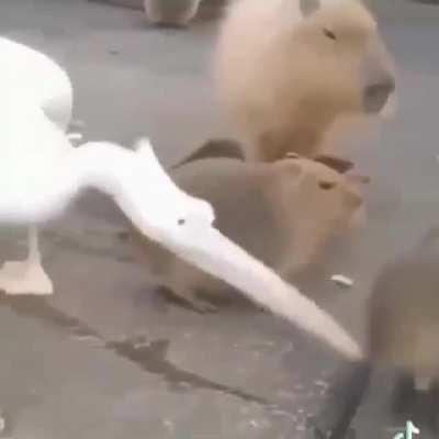 SquarePosting - Video #4042