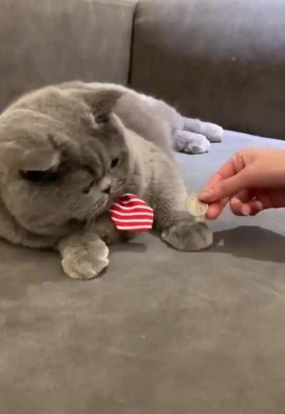 Cat learning a new trick