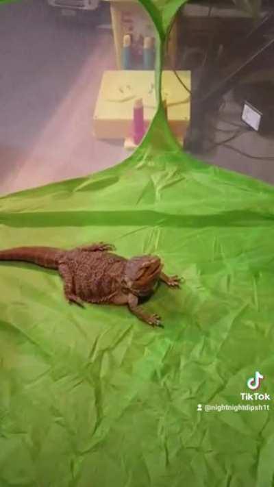 Watching marvel with my dragon