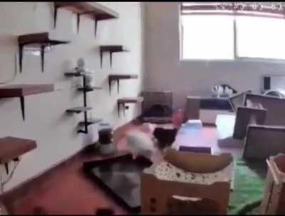 this is the best thing I've seen all year