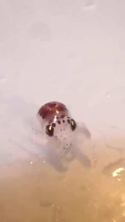 🔥Born the size of a grain of rice, baby octopuses possess remarkable intelligence and problem-solving skills.