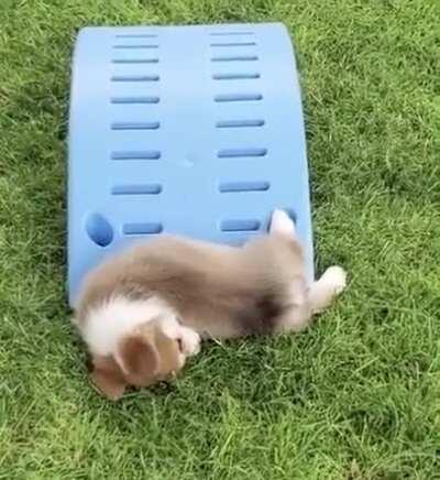 To entertain the puppy