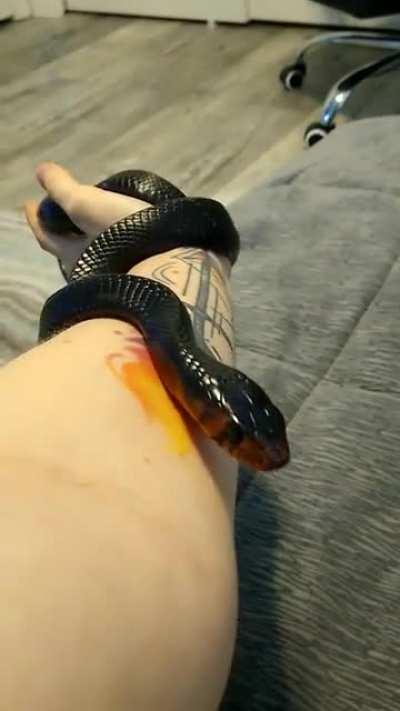 Relaxing with him after hard days and stress is always so therapeutic. Love with my whole heart. (Eastern Indigo)