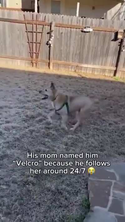 Woman adopts senior dog who spent over 700 days in shelter.