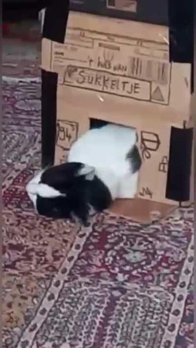 My cat in his normal habitat.