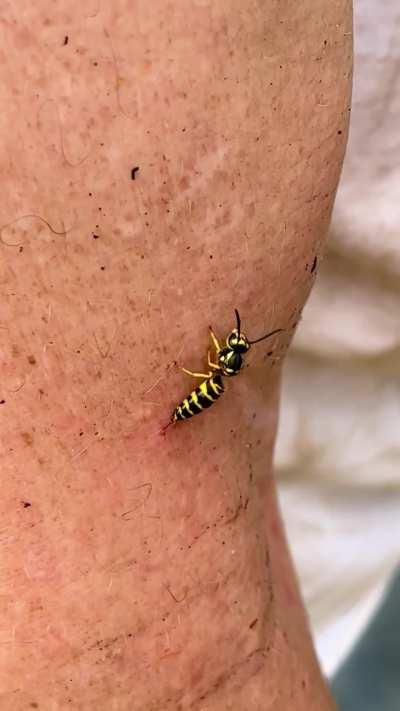 Yellow Jacket got me but….