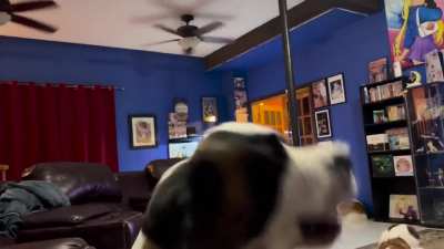 Our relaxing Wednesday night. Maple is in a talkative mood!