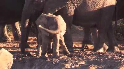 A baby elephant figuring out their trunk.