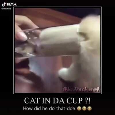 Cat In Da Cup...