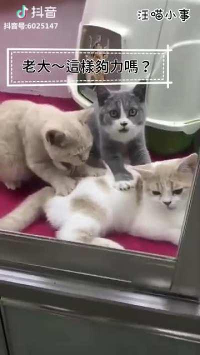 猫也是阶级社会啊