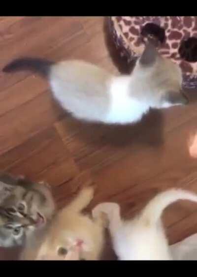 They might be tiny, but their hunger is mighty!