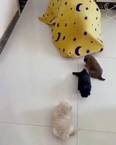 saVAGE BEAsT terrorIZing gooD BOi aNd wHolE PuPPiEs, EatInG alL oF THem aLiVE