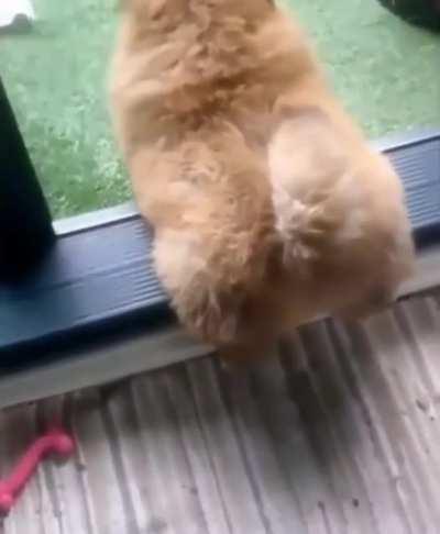 Puppy.exe has stopped working