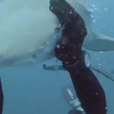 Sharks getting petted 😁