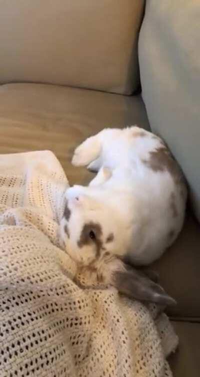 Can’t believe I caught this flop on video! Gus is the sweetest 🥺