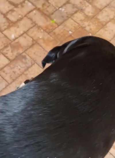 Good friends sharing a stick!