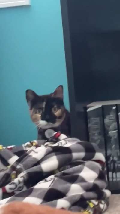 Puddles the brain damage kitty jumpscare.