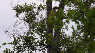 The tale of a Leopard, an Impala lamb and a Hyena.