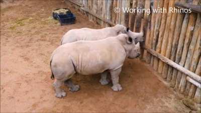 The sound baby rhinos make voice their displeasure (they drank all their milk)