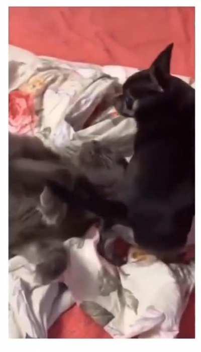 He definitely did it on purpose