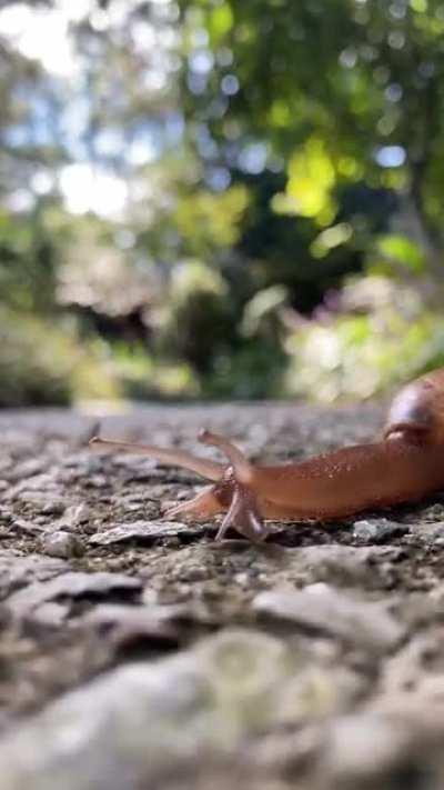 Elongate Cannibile Snail?