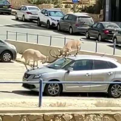 Two Nubian ibex fighting and messing up a car