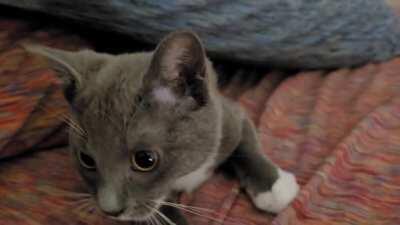 Portal to the Dreamland Dimension: