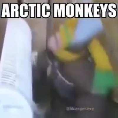 🐒🐒🐒