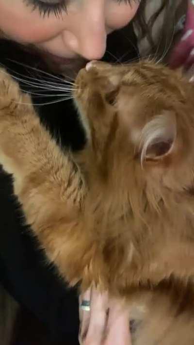 Cuddle bug trill-purrs from Harold.