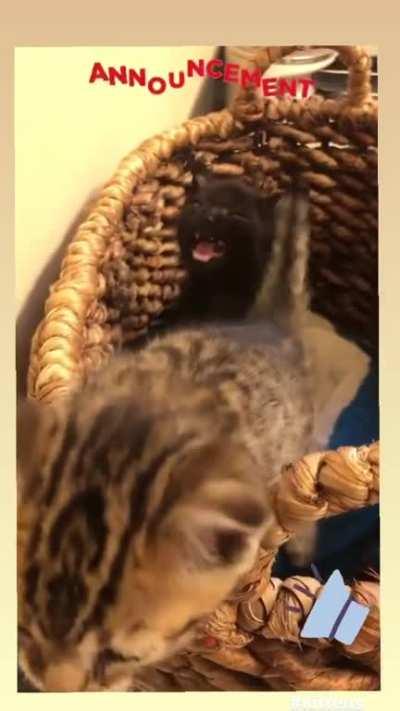 Squeaky Ahsoka and Sissy Night