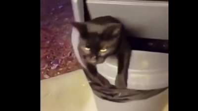 Poor kitty got stuck in garbage can